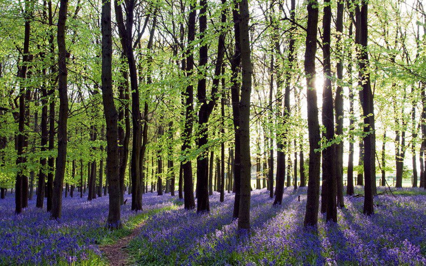bluebells | Martin Handy